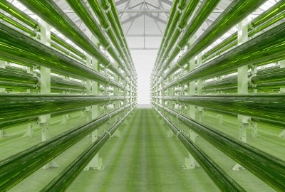 Why SAF produced from algae is better